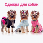 Одежда для собак со скидкой