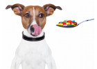 Витамины и добавки для собак (10)