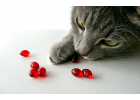 Витамины и добавки для кошек (9)