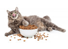 Сухие корма для кошек (220)